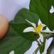 Sort Natskygge (Solanum nigrum)