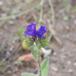 Purpur-Slangehoved (Echium plantagineum)