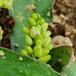 Bleg Pileurt (Persicaria lapathifolia ssp. pallida)