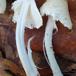 Flosset Parasolhat (Lepiota clypeolaria)