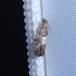 Lærkevikler (Spilonota laricana) (Spilonota laricana)