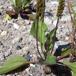 Ager-Vejbred (Plantago major ssp. intermedia)