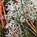 Rensdyrlav sp. (Cladonia L spp.)
