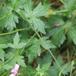 Kær-Storkenæb (Geranium palustre)