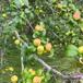 Skov-Æble (Malus sylvestris)