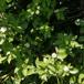 Hvid Kornel (Cornus alba )
