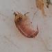 Almindelig Tangloppe (Gammarus locusta)