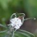 Perlekurv (Anaphalis margaritacea)