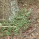 Almindelig Stinkende Storkenæb (Geranium robertianum var. robertianum)