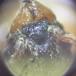 Engstikmyre (Myrmica scabrinodis)