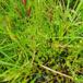 Almindelig Skebladsmos (Calliergon cordifolium)
