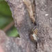 Tenuiphantes sp. (Tenuiphantes sp.)