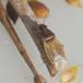 Starfrøtæge (Cymus glandicolor)