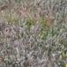 Gråris (Salix repens ssp. repens var. argentea)