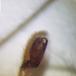 Tagrørssækspinder (Clubiona phragmitis)