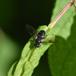 Foranderlig Gallesvirreflue (Pipiza noctiluca)