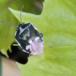 Almindelig Kåltæge (Eurydema oleracea)