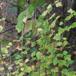 Fjeld-Ribs (Ribes alpinum)