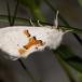 Snehvid Birkespinder (Leucodonta bicoloria)