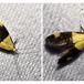 Tofarvet Prydvinge (Oecophora bractella)