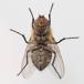 Almindelig Klyngeflue (Pollenia rudis)