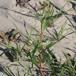 Fersken-Pileurt (Persicaria maculosa)