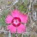 Have-Nellike (Dianthus caryophyllus)