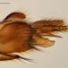Cordyla crassicornis (Cordyla crassicornis)
