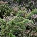 Ene (Juniperus communis)