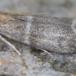 Fyrreblomsthalvmøl (Vitula biviella)