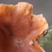 Mose-Mælkehat (Lactarius helvus)
