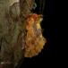 Kamelspinder (Ptilodon capucina)
