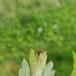Anemonebrand (Urocystis anemones)