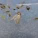 Vandmøl (Acentria ephemerella)