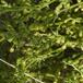 Mark-Bynke (Artemisia campestris)