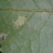 Ahornfiltgalmide (Aceria pseudoplatani)