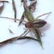 Grøn Pighånd (Cheiracanthium virescens)