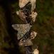 Kålugle (Mamestra brassicae)