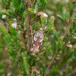Lyngvintervikler (Acleris hyemana)