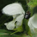 Spættet Tornben (Tritomegas bicolor)