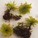 Stor Rosetmos (Rhodobryum roseum)