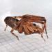 Snubletrådsedderkop (Segestria senoculata)