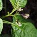 Bittersød Natskygge (Solanum dulcamara)