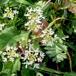 Almindelig Bjørneklo (Heracleum sphondylium ssp. sphondylium)