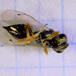 Pteromalidae ubest. (Pteromalidae indet.)