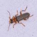 Cantharis lateralis (Cantharis lateralis)