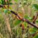 Vifte-Dværgmispel (Cotoneaster divaricatus)