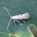 Phyllonorycter sp. (Phyllonorycter sp.)