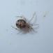Theridion pictum (Theridion pictum)