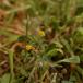 Fin Kløver (Trifolium dubium)